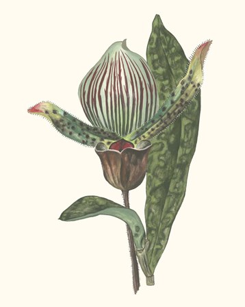 Orchid Display III by Melissa Wang art print