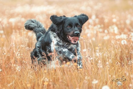 Woof by Martin Podt art print