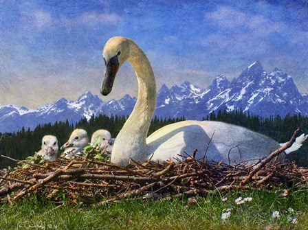 Swan Nest by Chris Vest art print