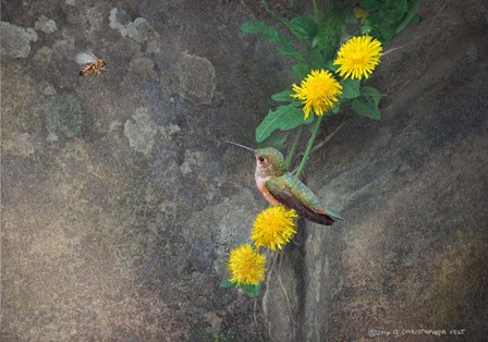 Dandelions Rock by Chris Vest art print