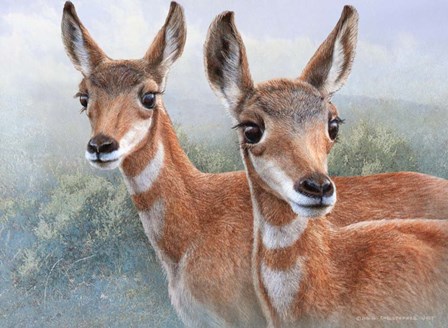 Cute Baby Pronghorns by Chris Vest art print