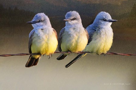 Kingbird Trio Sunset by Chris Vest art print