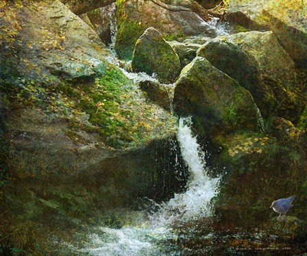 Waterfall With Dipper by Chris Vest art print