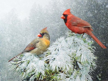 Snow Cardinals by Chris Vest art print