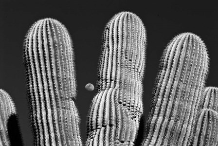 Saguaro Cactus Arizona Superstition Mtns by Tom Brossart art print