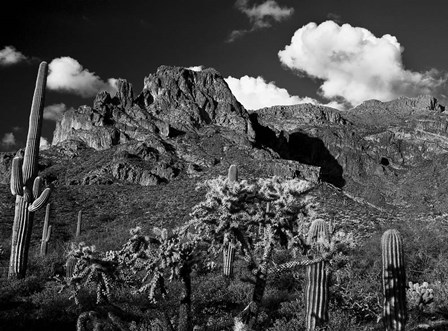 Saguaros Lost Dutchman State Park Arizona Superstition Mtns by Tom Brossart art print